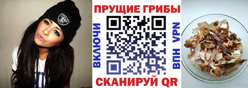 Галлюциногенные грибы Psilocybine cubensis  Новосибирск 